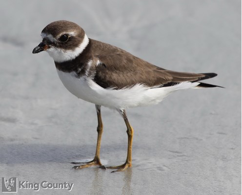 Photo of Charadrius semipalmatus
